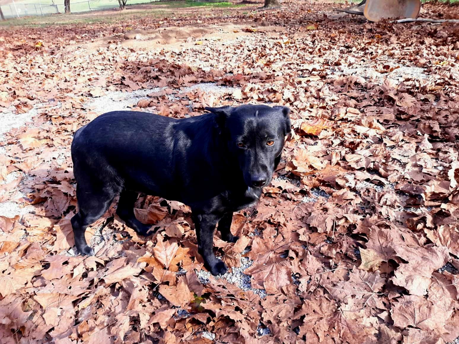 MILLIE, an adoptable Australian Kelpie, Corgi in Jackson, TN, 38301 | Photo Image 6