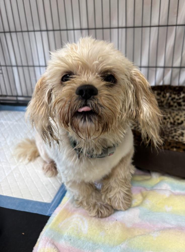 BELLA, Adopted, Adult Female Lhasa Apso.