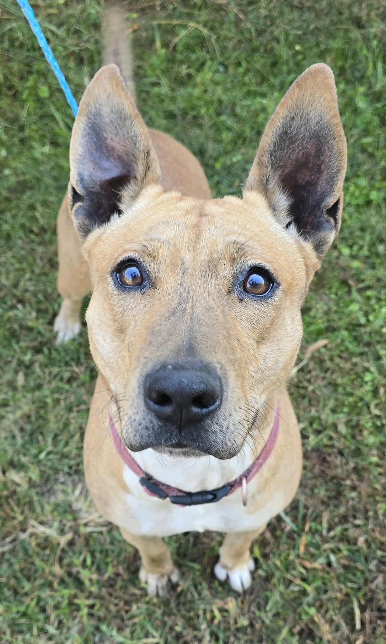 Indy *foster needed*