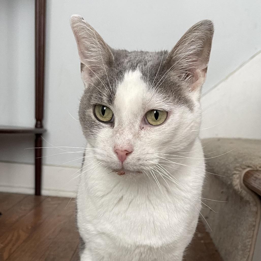 Mae, Adoptable, Adult Female Domestic Short Hair.