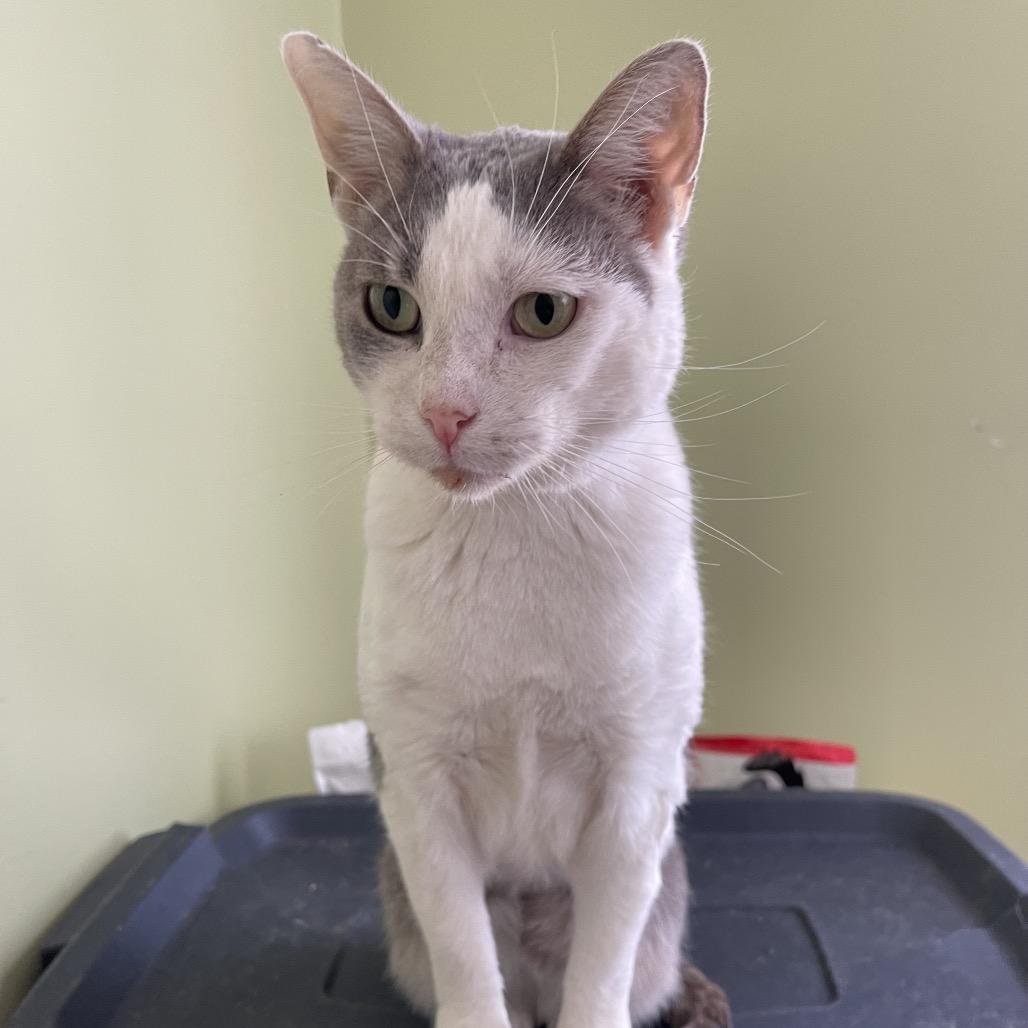 Enlarge Mae, a Adoptable Domestic Short Hair in Woodbury, NJ image 2/6