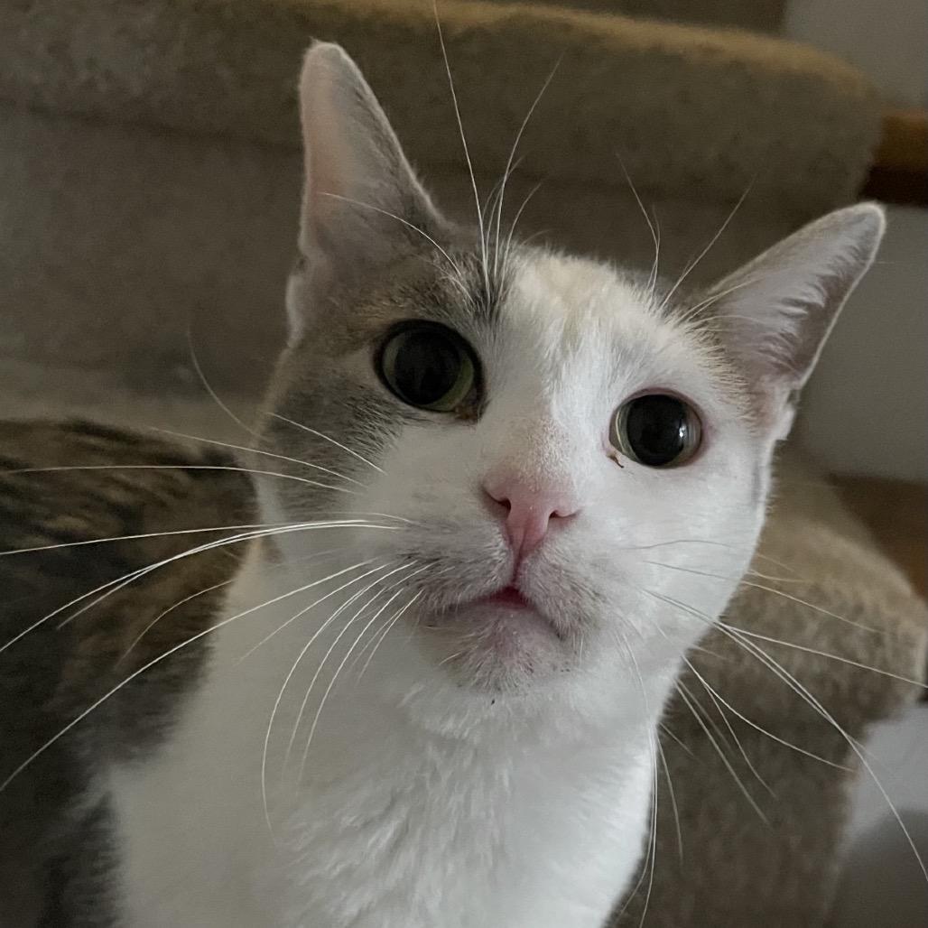 Mae, Adoptable, Adult Female Domestic Short Hair.