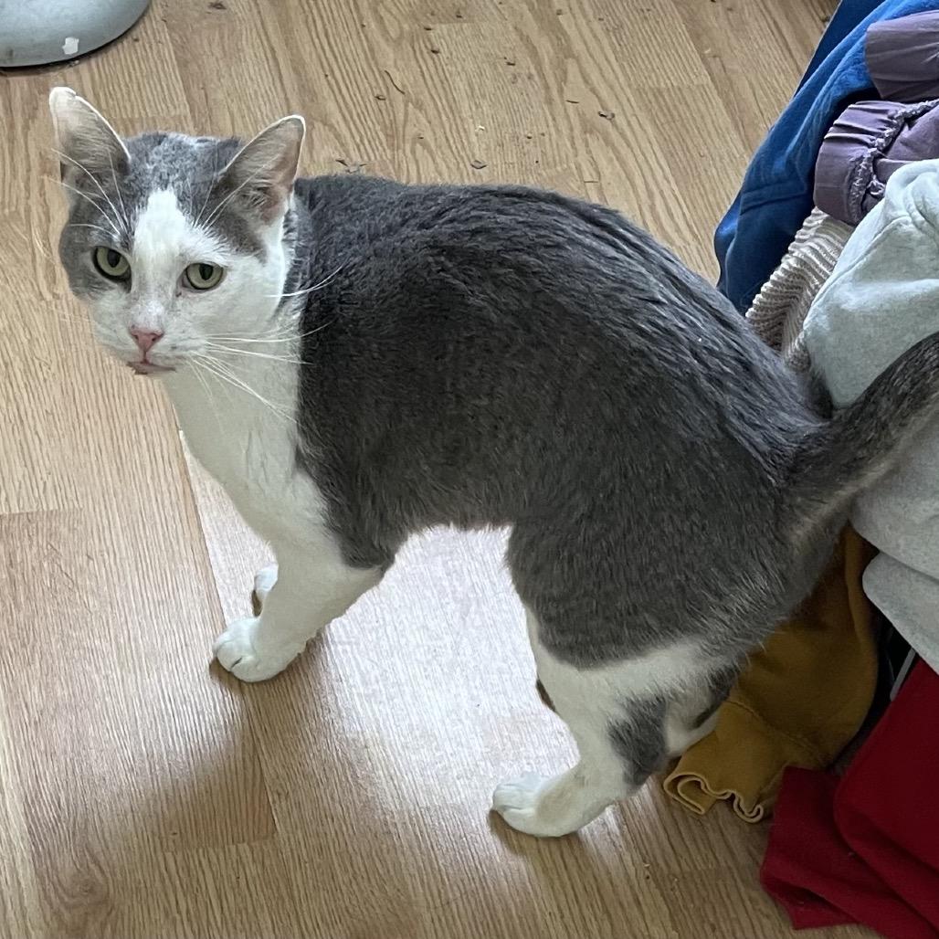 Enlarge Mae, a Adoptable Domestic Short Hair in Woodbury, NJ image 4/6