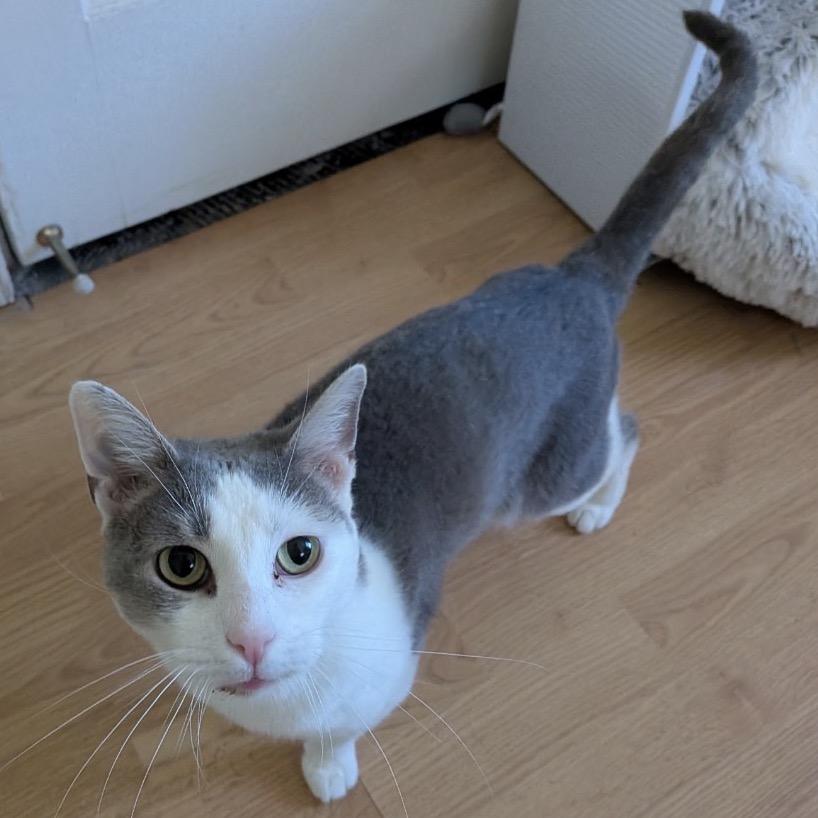 Enlarge Mae, a Adoptable Domestic Short Hair in Woodbury, NJ image 3/3