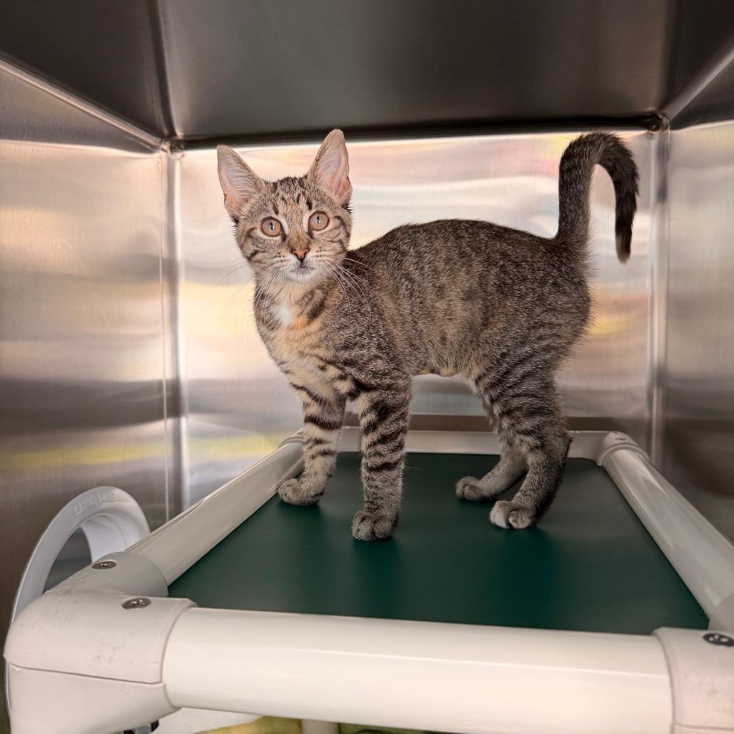 Enlarge Dolly Parton, a Adoptable Domestic Short Hair in New Fairfield, CT image 1/4