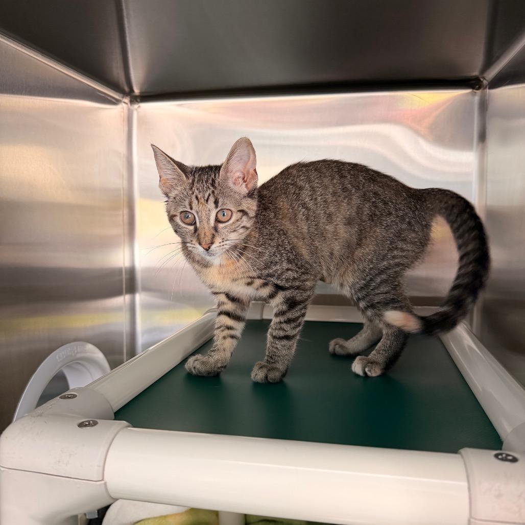 Enlarge Dolly Parton, a Adoptable Domestic Short Hair in New Fairfield, CT image 2/4