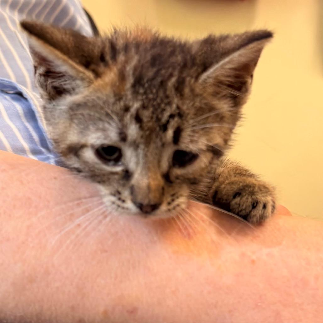 Enlarge Dolly Parton, a Adoptable Domestic Short Hair in New Fairfield, CT image 3/4