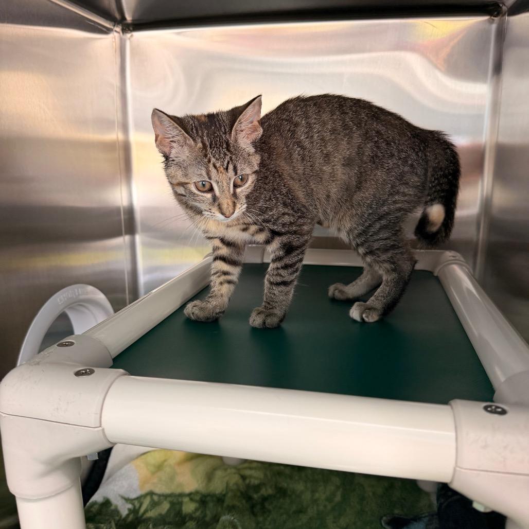 Enlarge Dolly Parton, a Adoptable Domestic Short Hair in New Fairfield, CT image 4/4