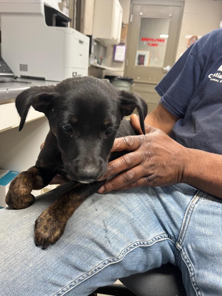 Enlarge Addie, a Adoptable mixed breed in Hopkinsville, KY image 1/1