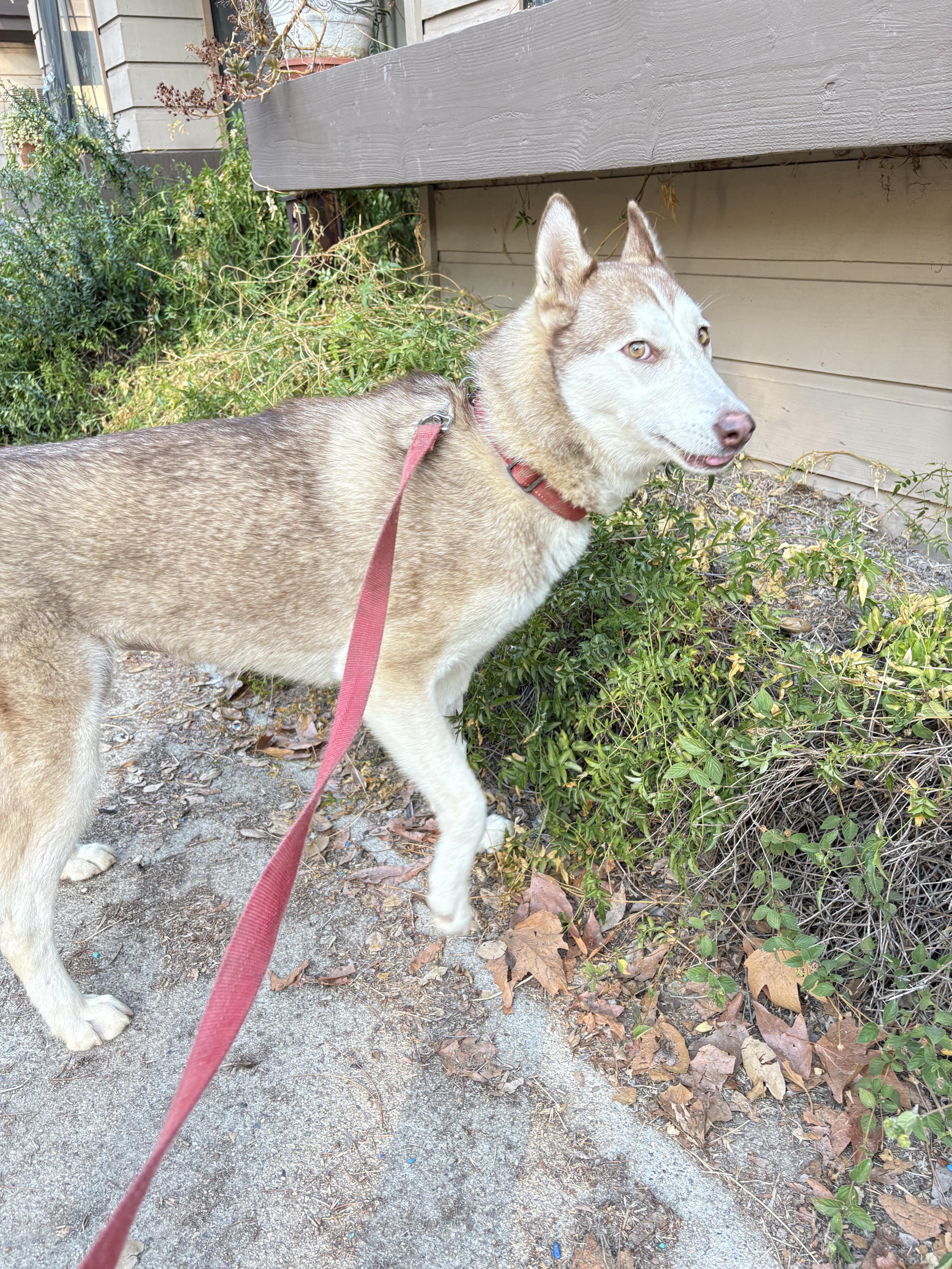 Laica, a Adoptable mixed breed in San Ysidro, CA image 5/6