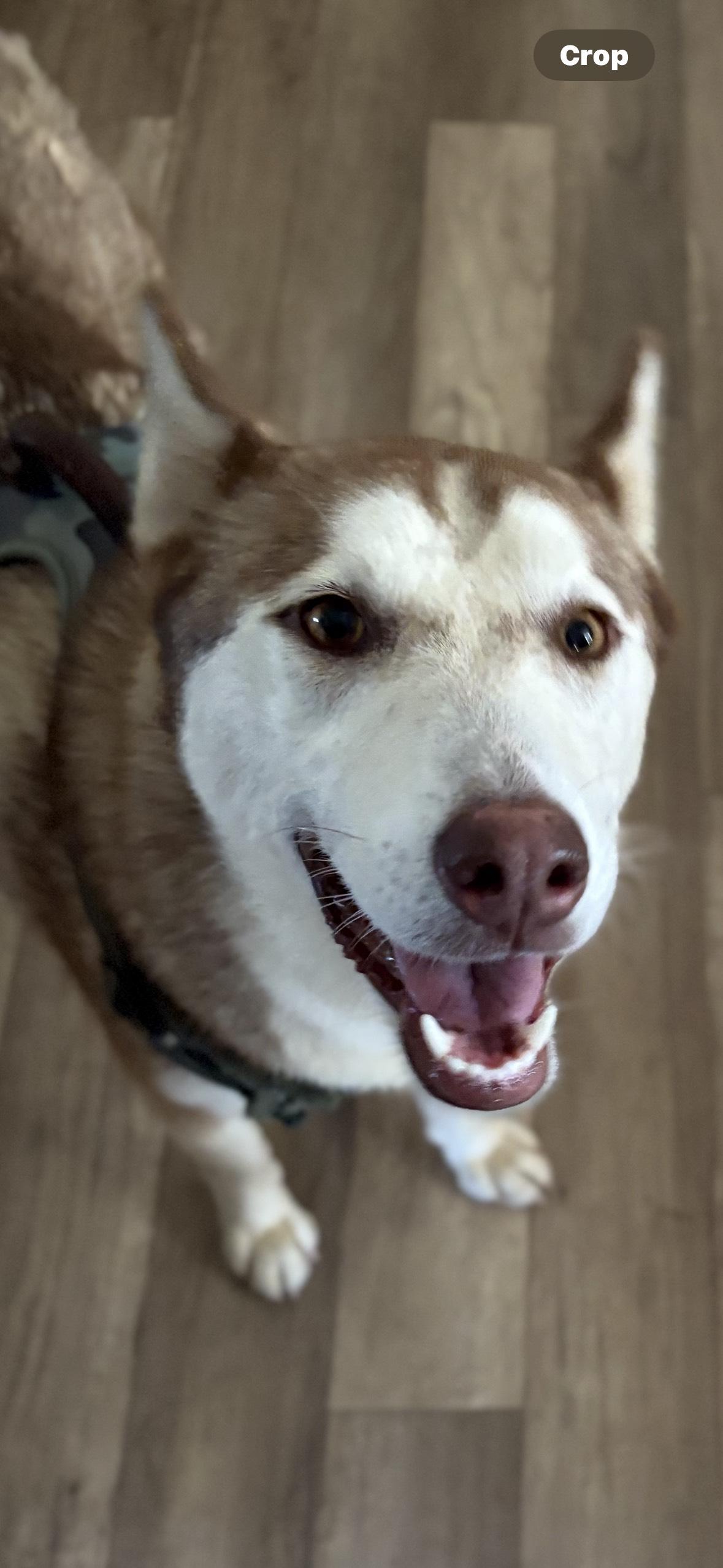 Laica, a Adoptable mixed breed in San Ysidro, CA image 2/6