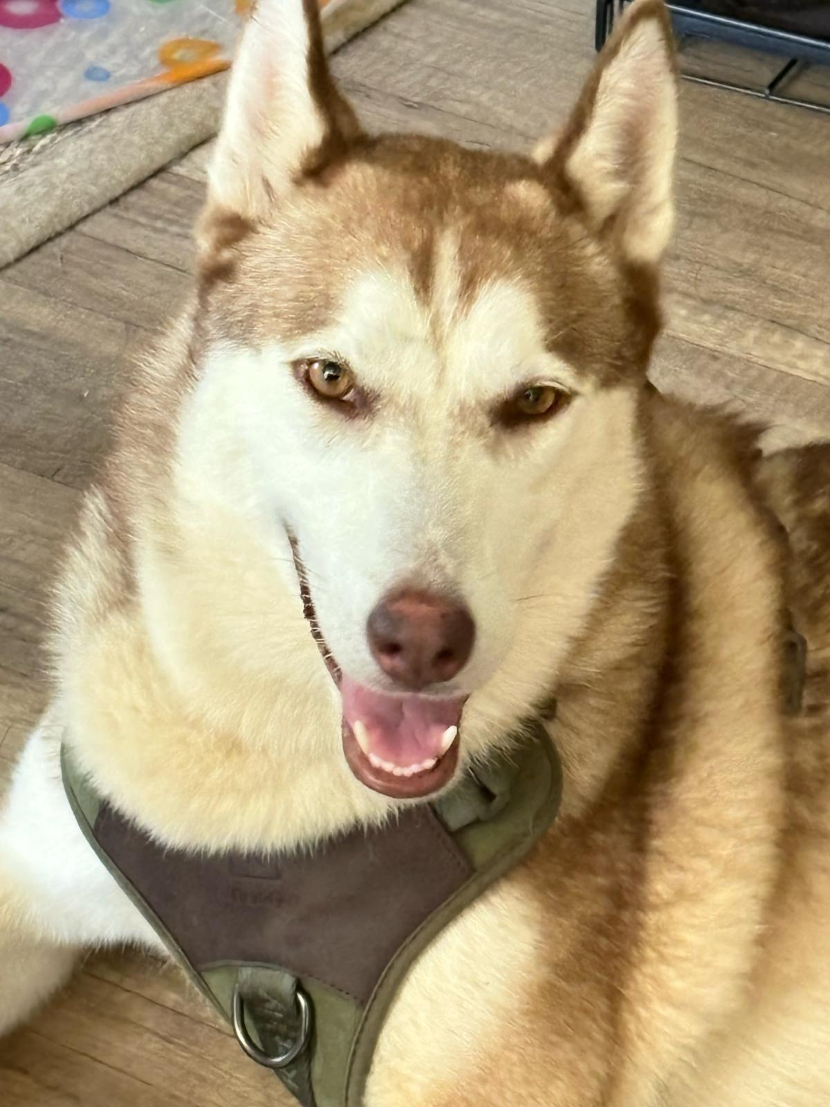 Laica, a Adoptable mixed breed in San Ysidro, CA image 1/6