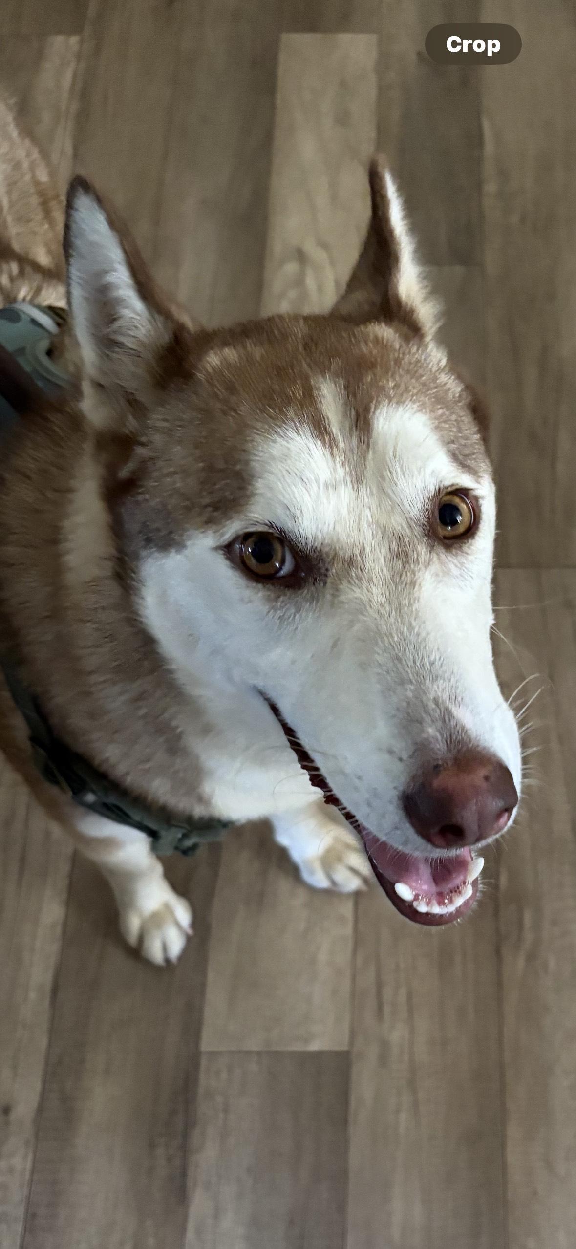 Laica, a Adoptable mixed breed in San Ysidro, CA image 6/6