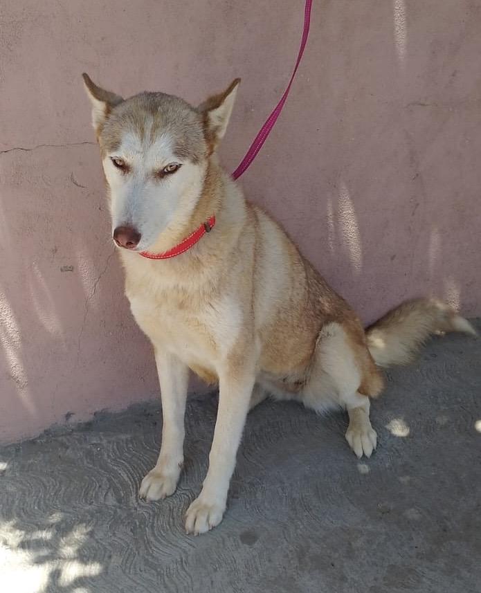 Laica, a Adoptable mixed breed in San Ysidro, CA image 3/6
