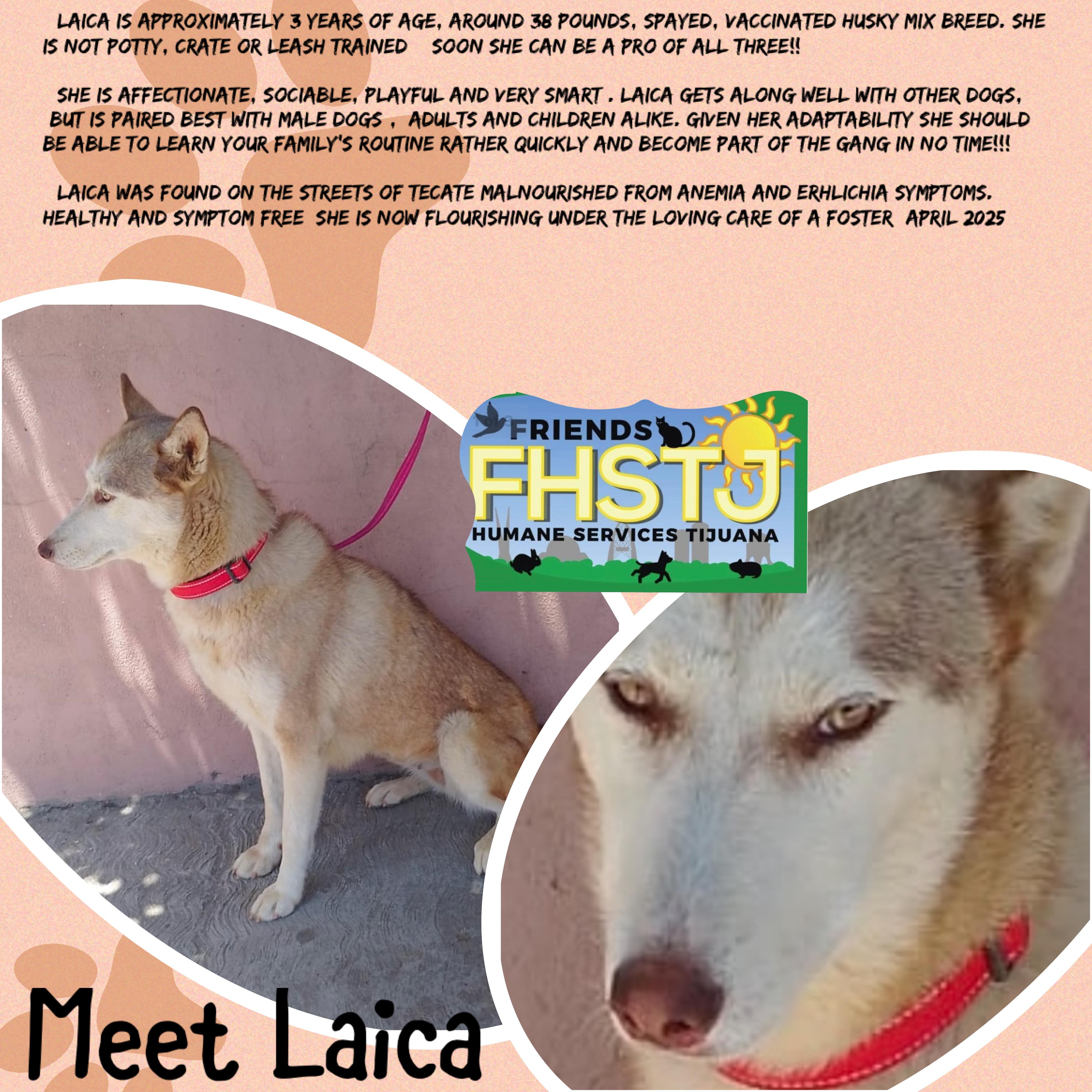 Laica, a Adoptable mixed breed in San Ysidro, CA image 4/6