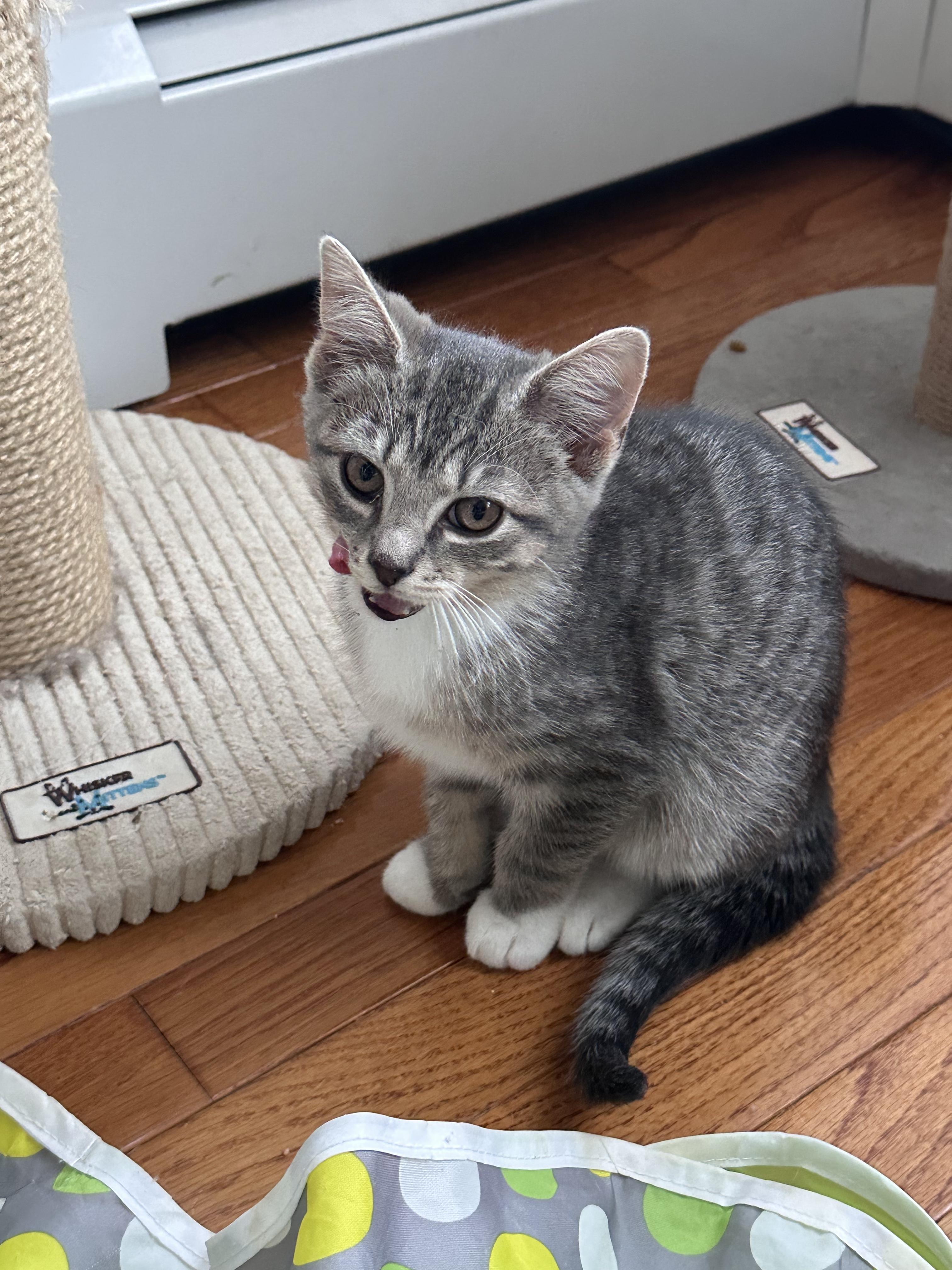 Mina, an adoptable Domestic Short Hair in New Britain, CT image 1/4