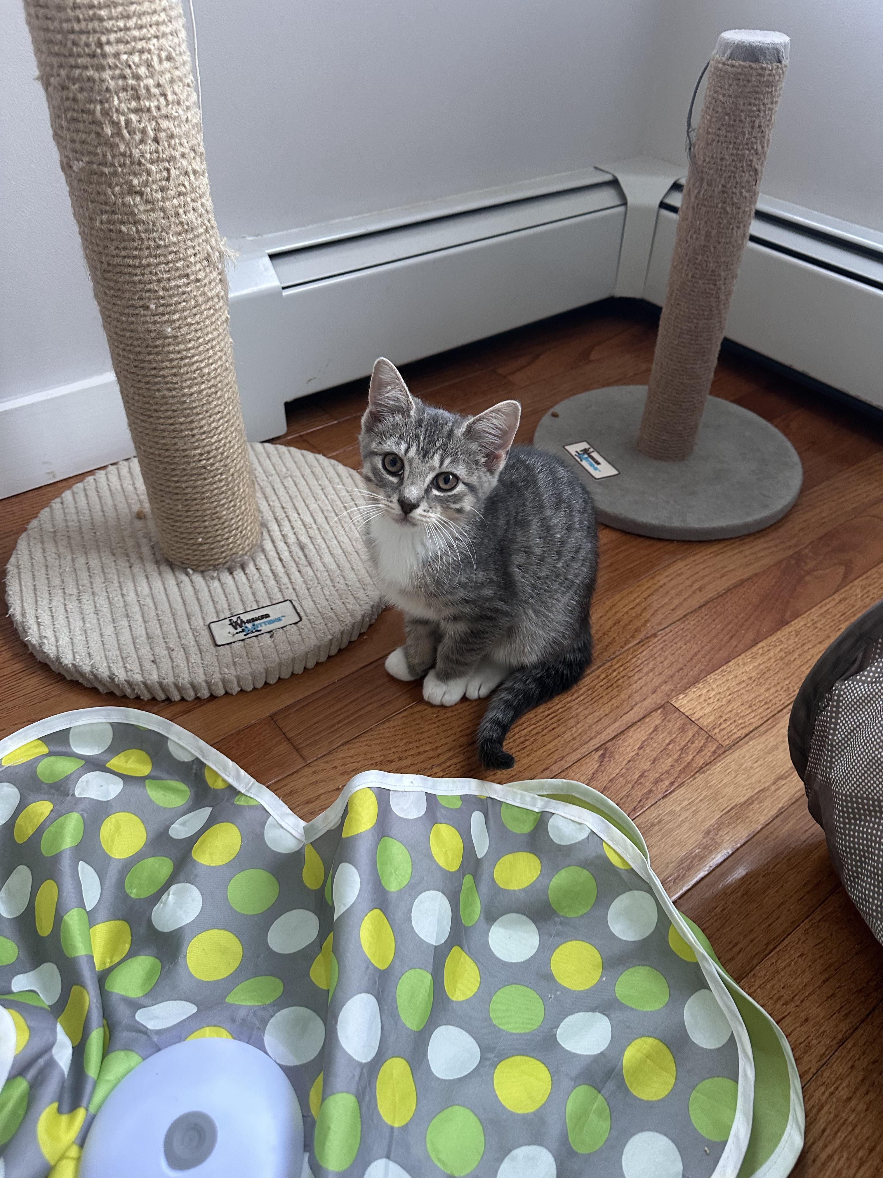 Mina, an adoptable Domestic Short Hair in New Britain, CT image 2/4