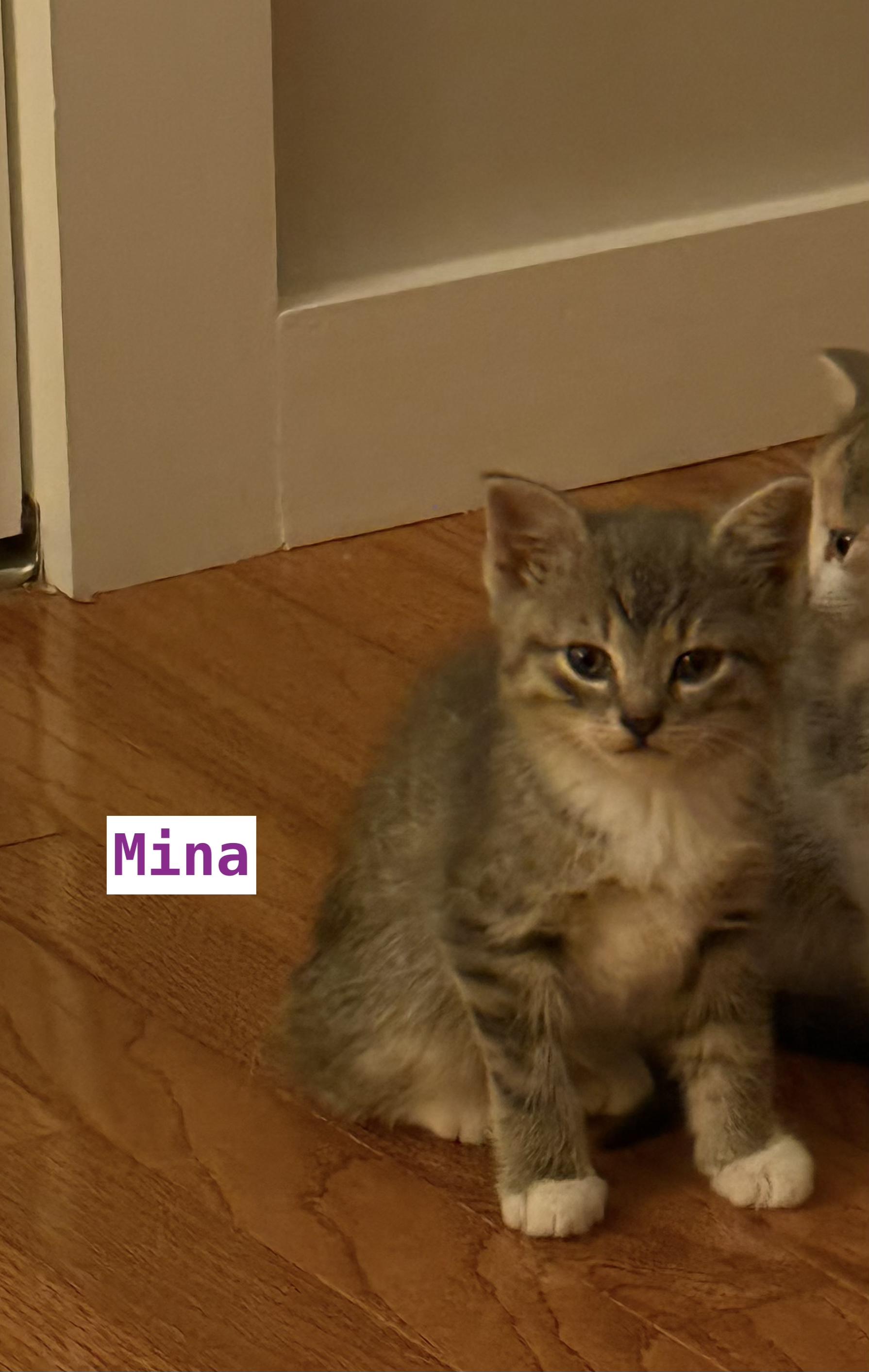 Mina, an adoptable Domestic Short Hair in New Britain, CT image 4/4