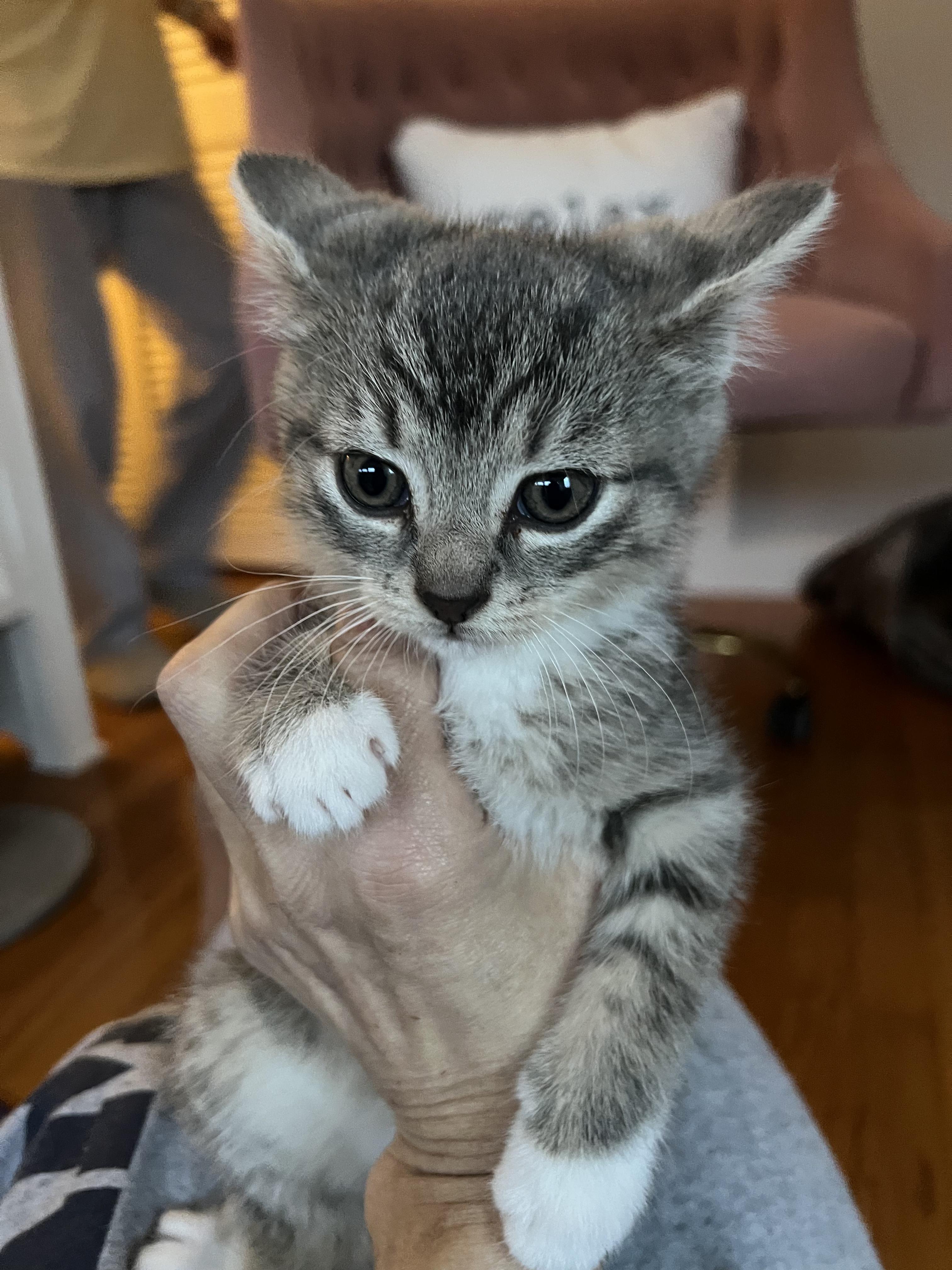 Mina, an adoptable Domestic Short Hair in New Britain, CT image 3/4