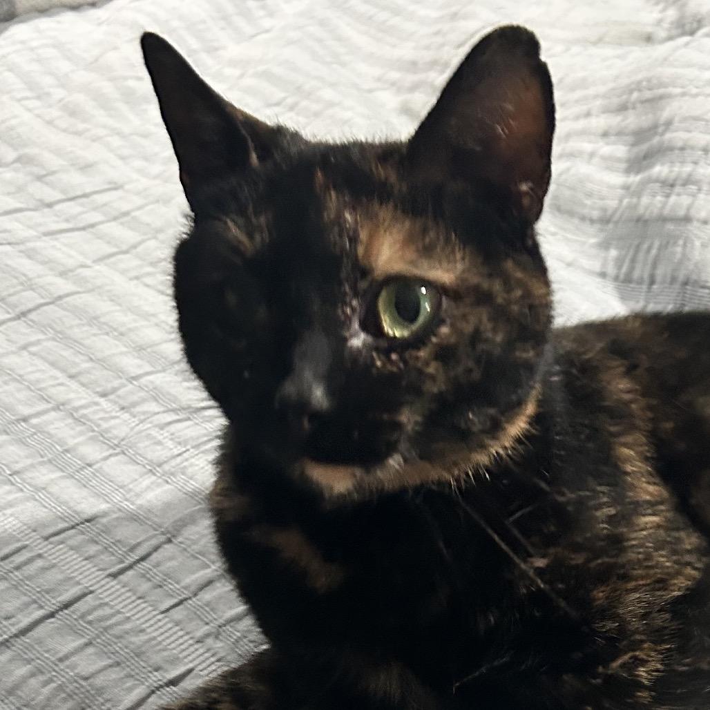 Enlarge Harmony, a Adoptable Domestic Short Hair in Irwin, PA image 1/2