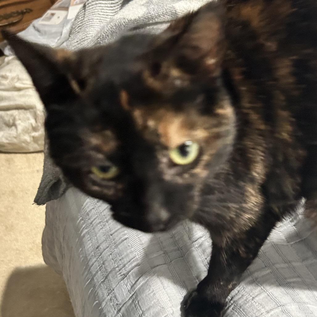 Enlarge Harmony, a Adoptable Domestic Short Hair in Irwin, PA image 2/2