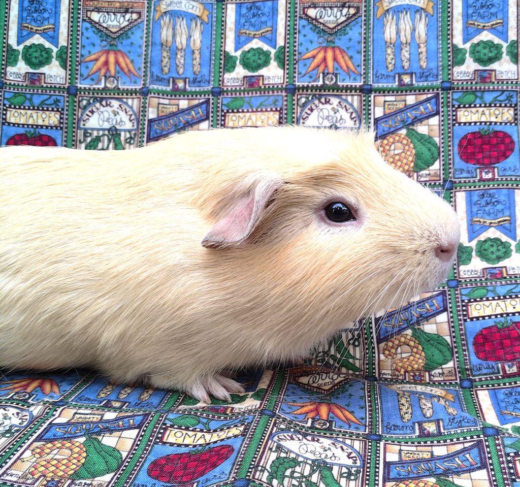 Enlarge Robbie, a ADOPTABLE Short-Haired in Goleta, CA image 2/2