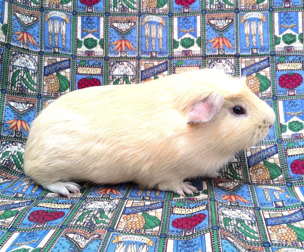 Robbie, ADOPTABLE, Adult Male Short-Haired.