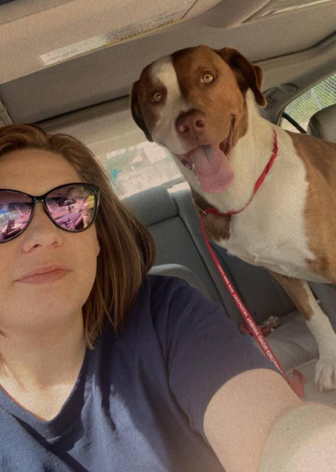 Luchee & Eli - Bonded Pair (father and son), Adoptable, Adult Male Pit Bull Terrier.