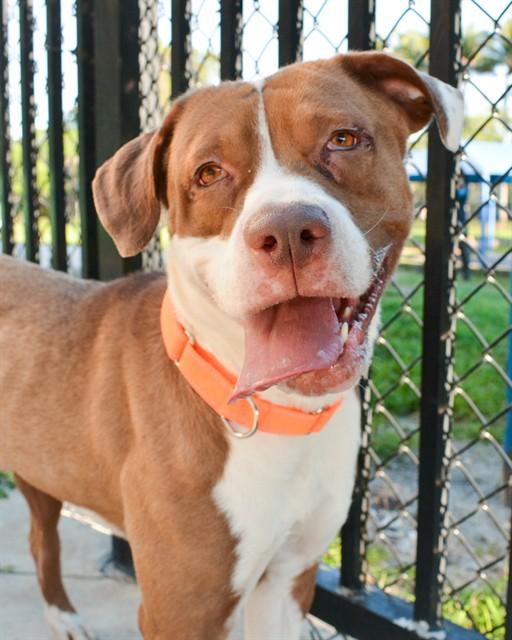 ALTON, Adoptable, Adult Male American Staffordshire Terrier & Mixed Breed.