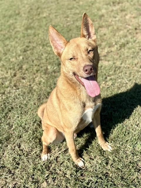 Enlarge COSMO, a Adoptable mixed breed in Conroe, TX image 1/1