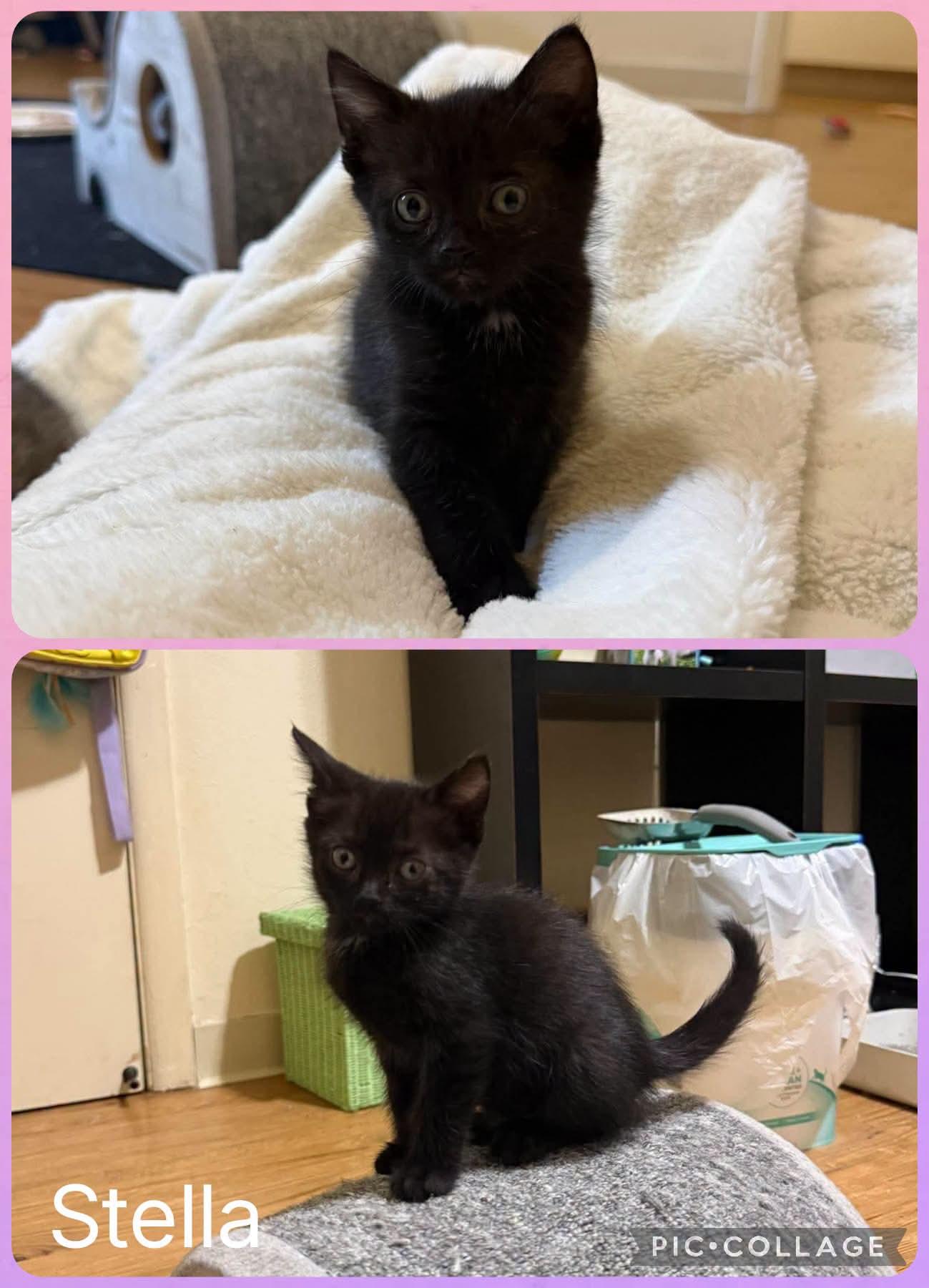 Enlarge Stella, a Adoptable Domestic Short Hair in Newberg, OR image 1/1