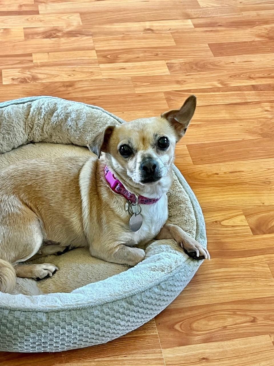 Enlarge Rosie, a ADOPTABLE mixed breed in Yakima, WA image 4/5
