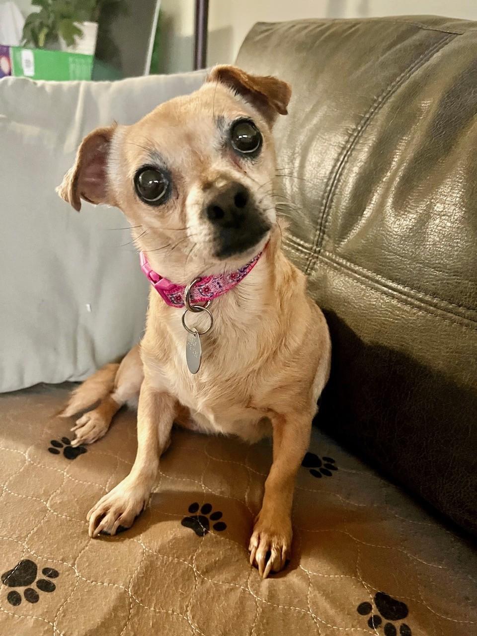 Rosie, ADOPTABLE, Adult Female Pug & Chihuahua.