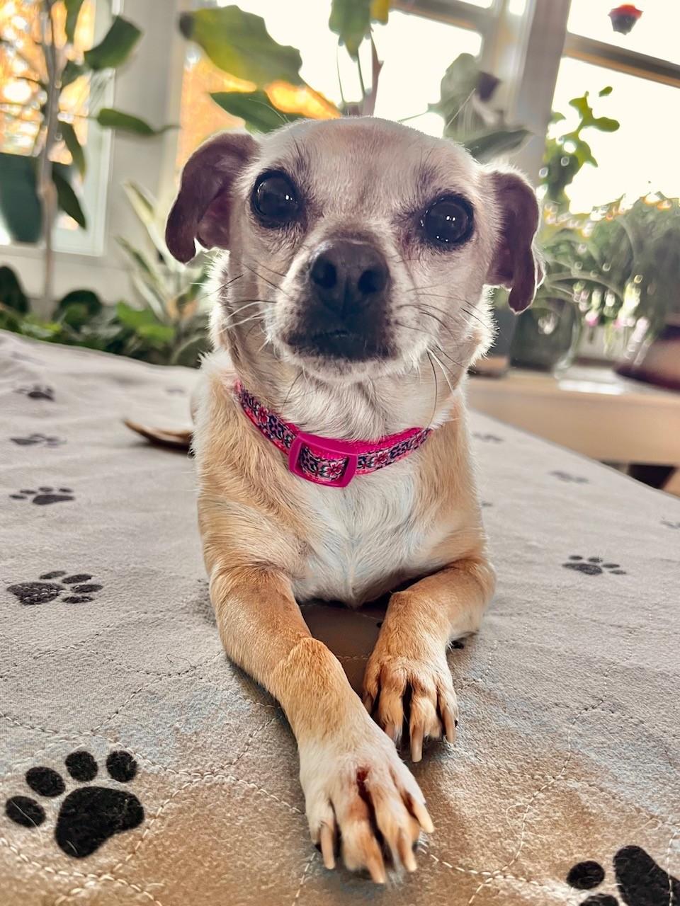 Enlarge Rosie, a ADOPTABLE mixed breed in Yakima, WA image 2/5
