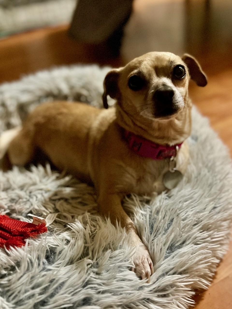 Enlarge Rosie, a ADOPTABLE mixed breed in Yakima, WA image 3/5