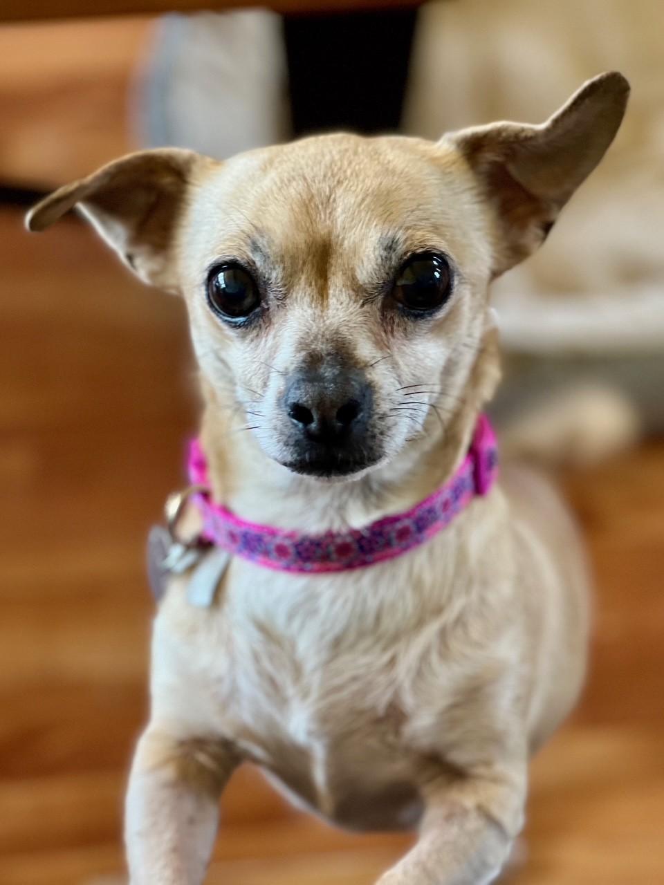 Enlarge Rosie, a ADOPTABLE mixed breed in Yakima, WA image 5/5