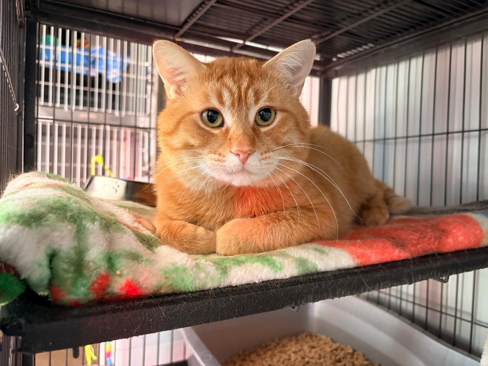 Enlarge Gustavo, a ADOPTABLE Domestic Short Hair in Medicine Hat, AB image 1/1