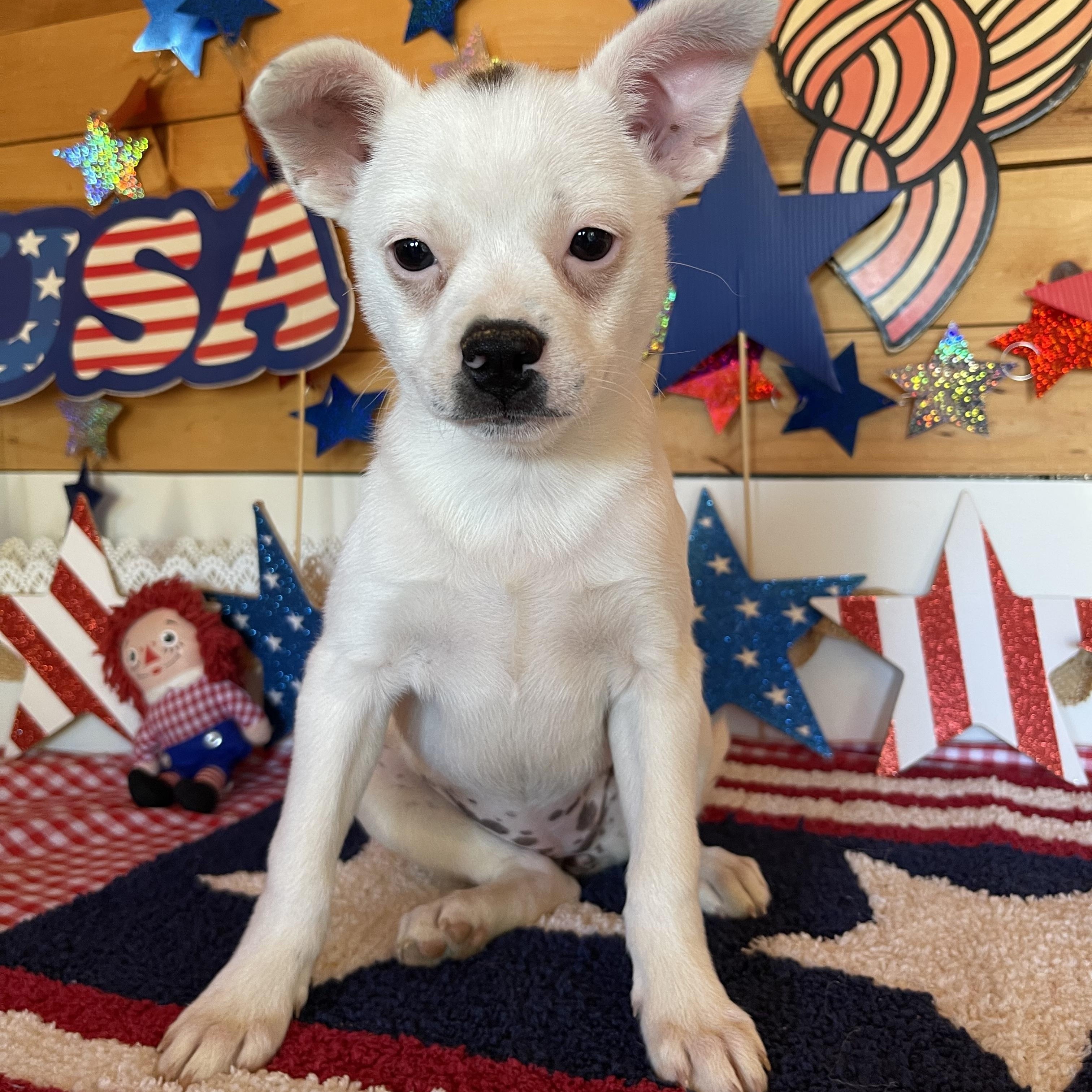 Liberty, adopted, Puppy Female Boston Terrier & Jack Russell Terrier.