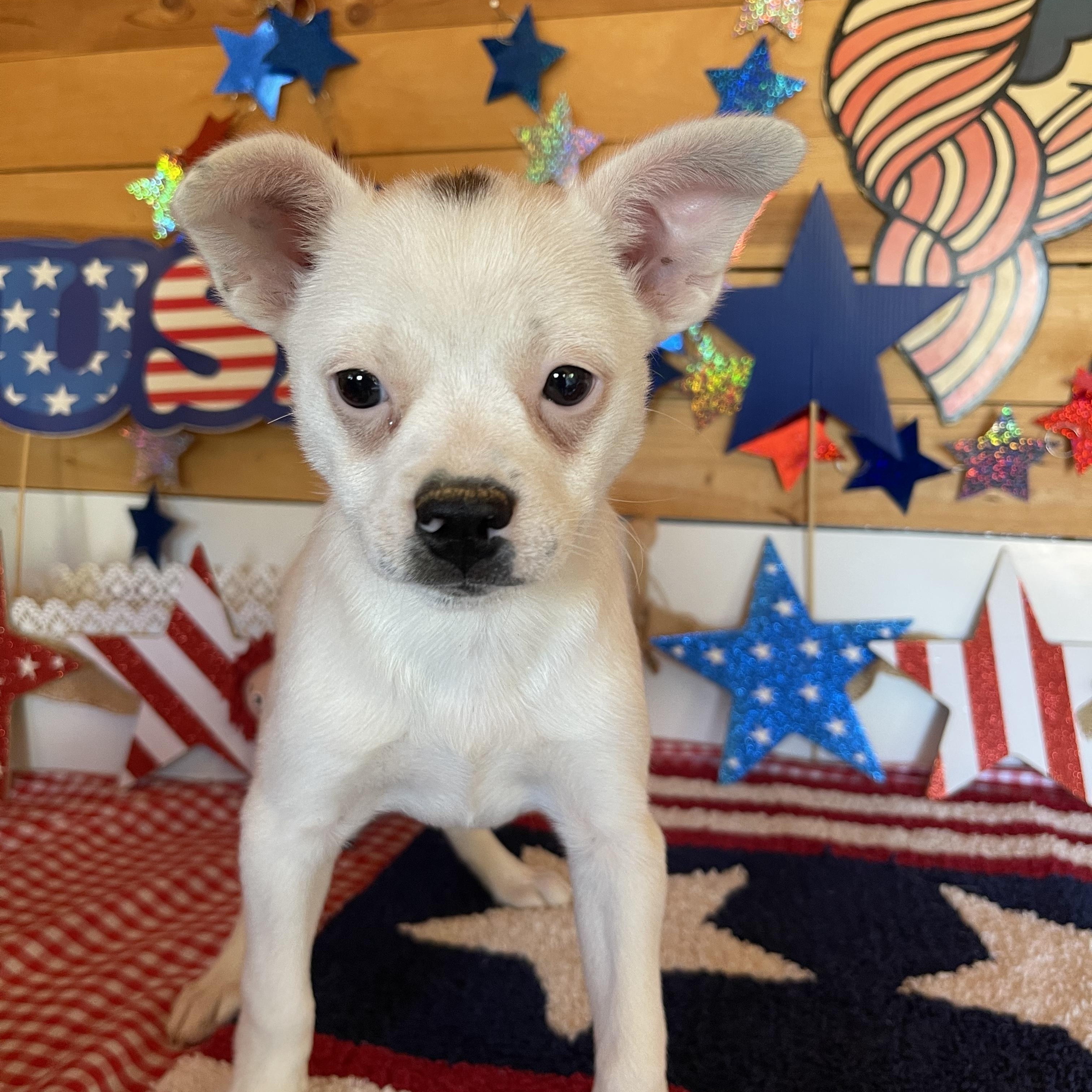 Liberty, an adopted mixed breed in Vacaville, CA image 2/4