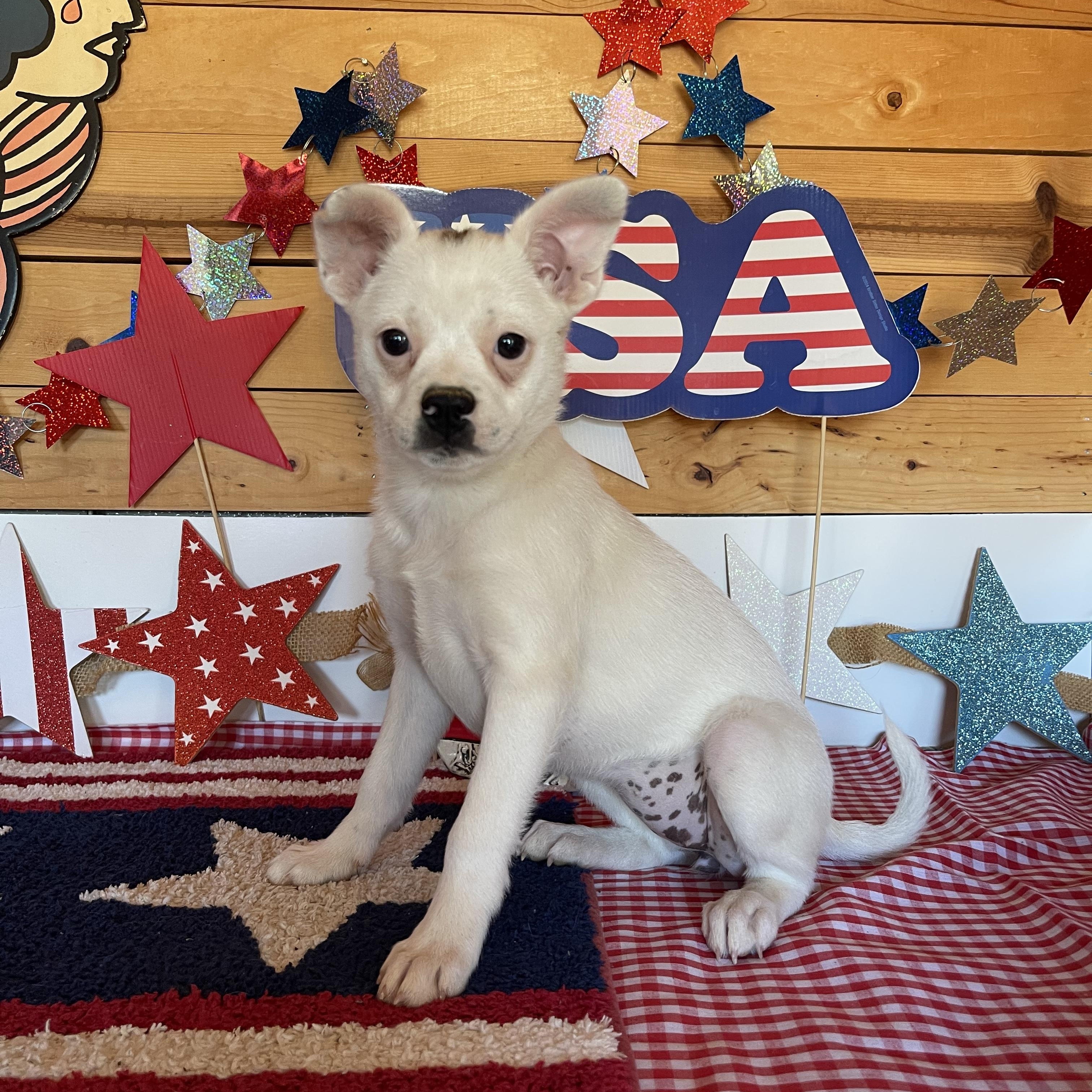 Liberty, an adopted mixed breed in Vacaville, CA image 4/4