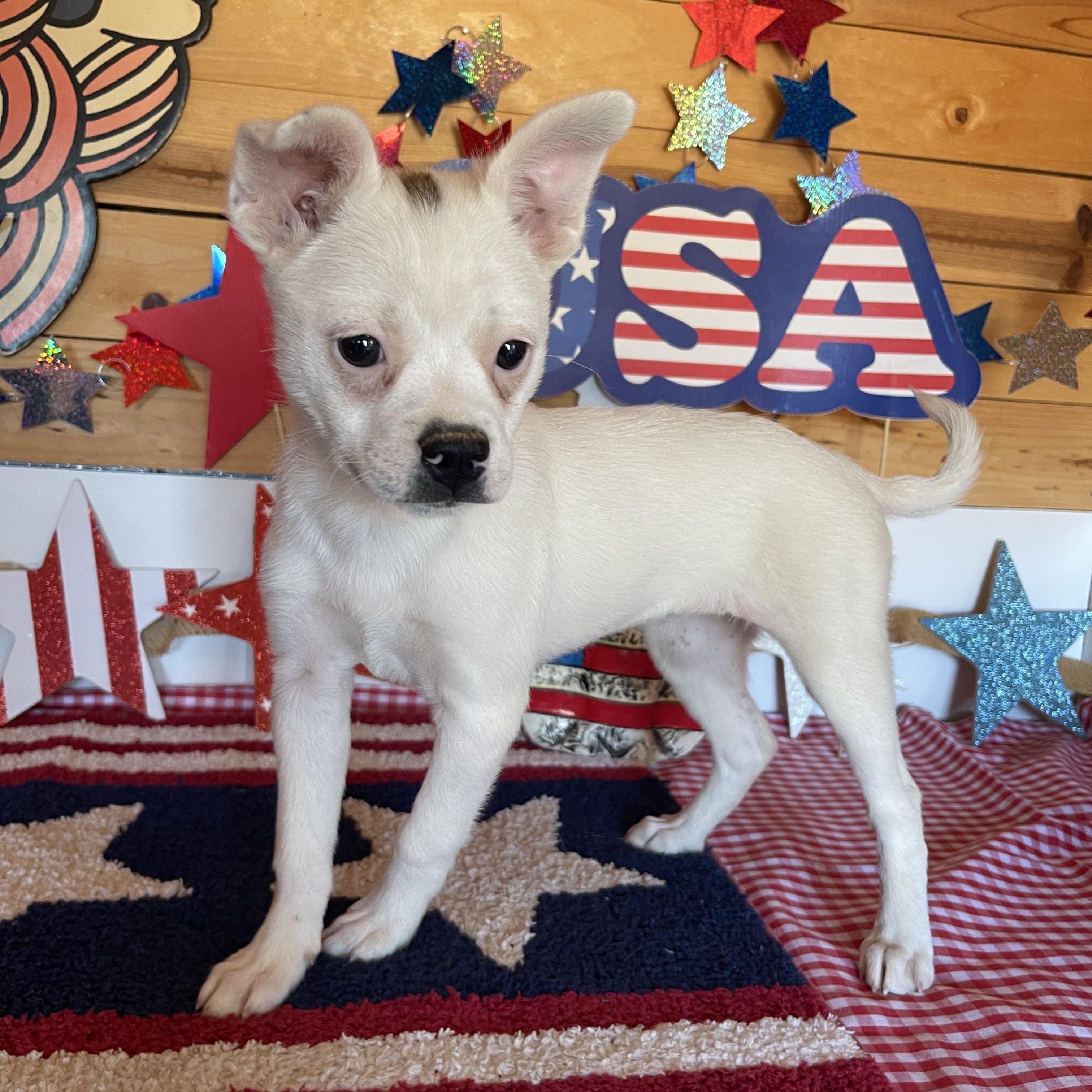 Liberty, an adopted mixed breed in Vacaville, CA image 3/4