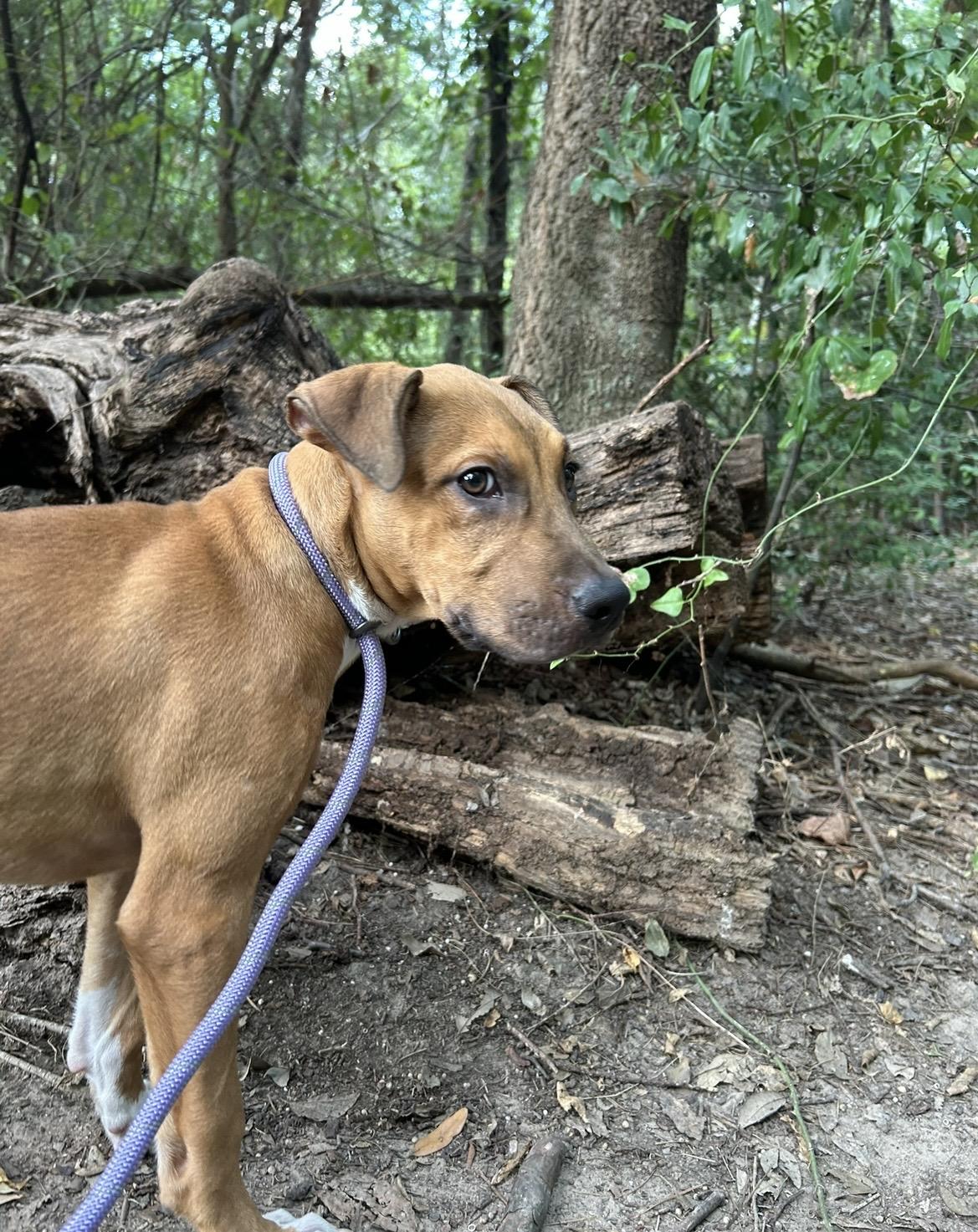 Enlarge Espresso, a Adopted mixed breed in Charlotte, NC image 1/3