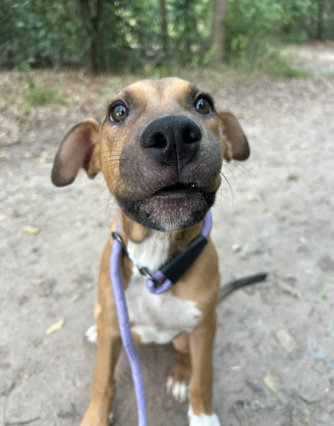 Enlarge Espresso, a Adopted mixed breed in Charlotte, NC image 2/3