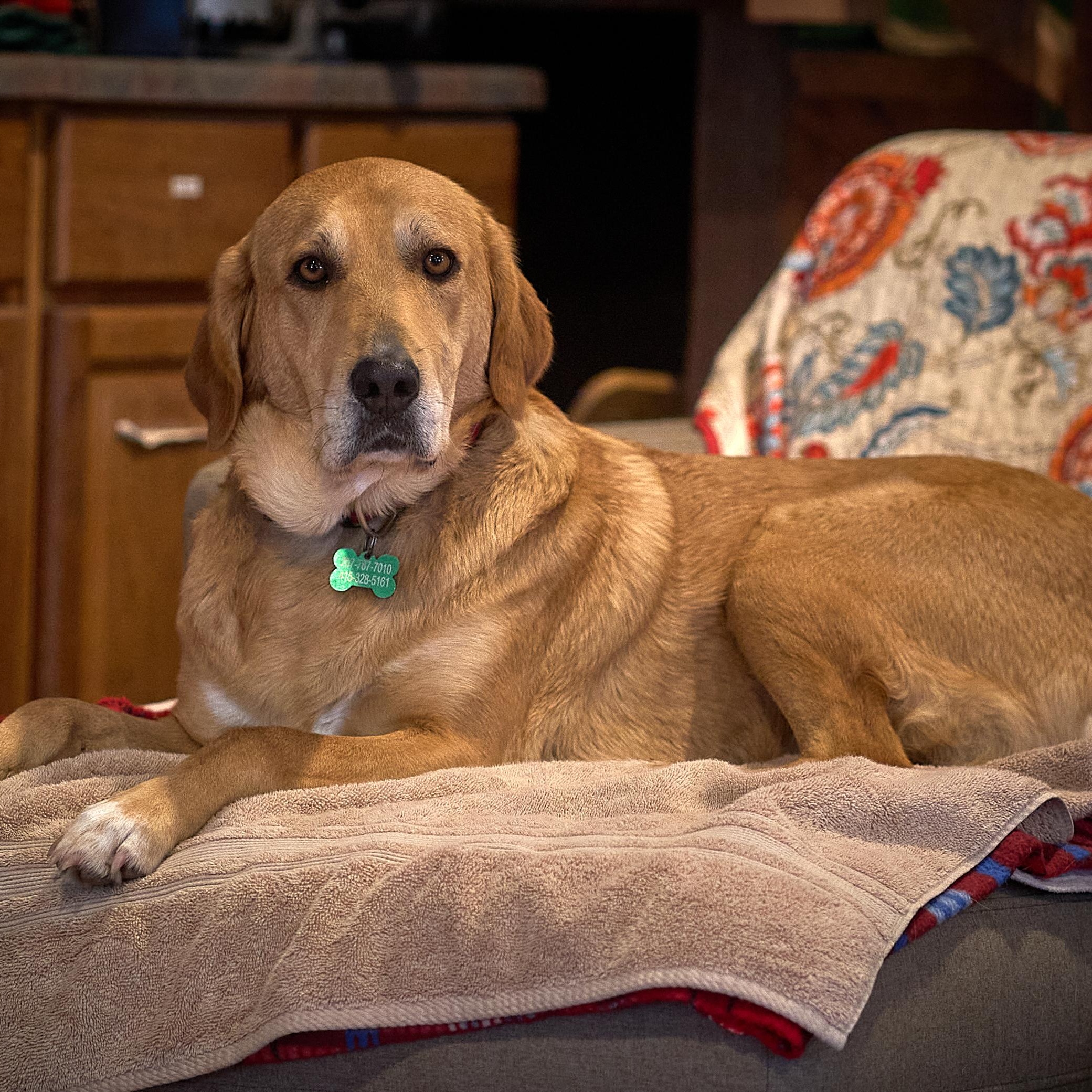 Gemma, an adoptable Golden Retriever, Labrador Retriever in Petaluma, CA, 94954 | Photo Image 2