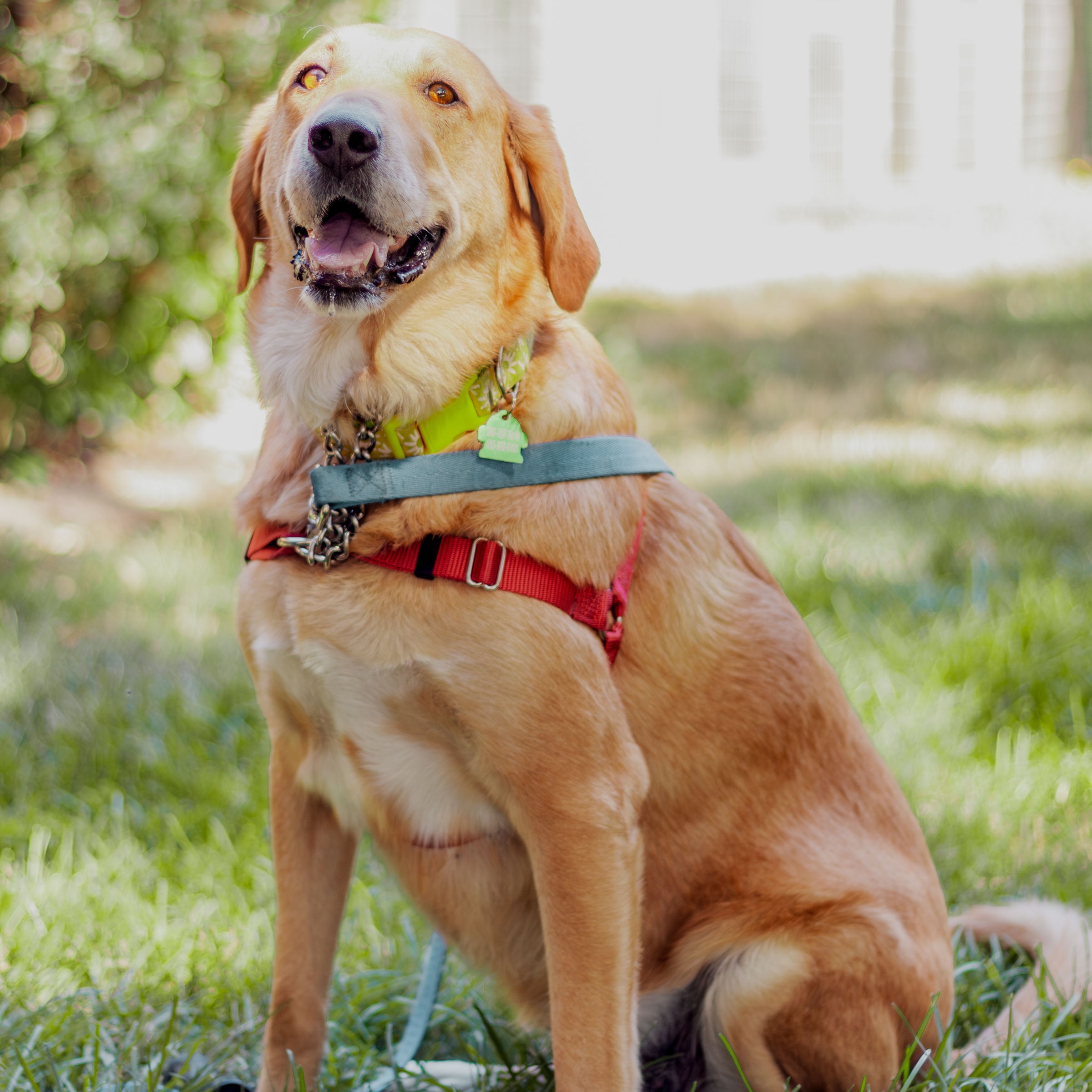 Gemma, an adoptable Golden Retriever, Labrador Retriever in Petaluma, CA, 94954 | Photo Image 6