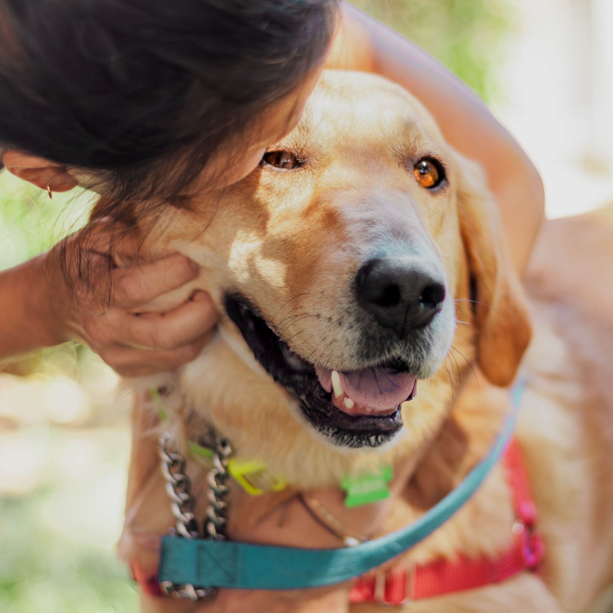 Gemma, an adoptable Golden Retriever, Labrador Retriever in Petaluma, CA, 94954 | Photo Image 5