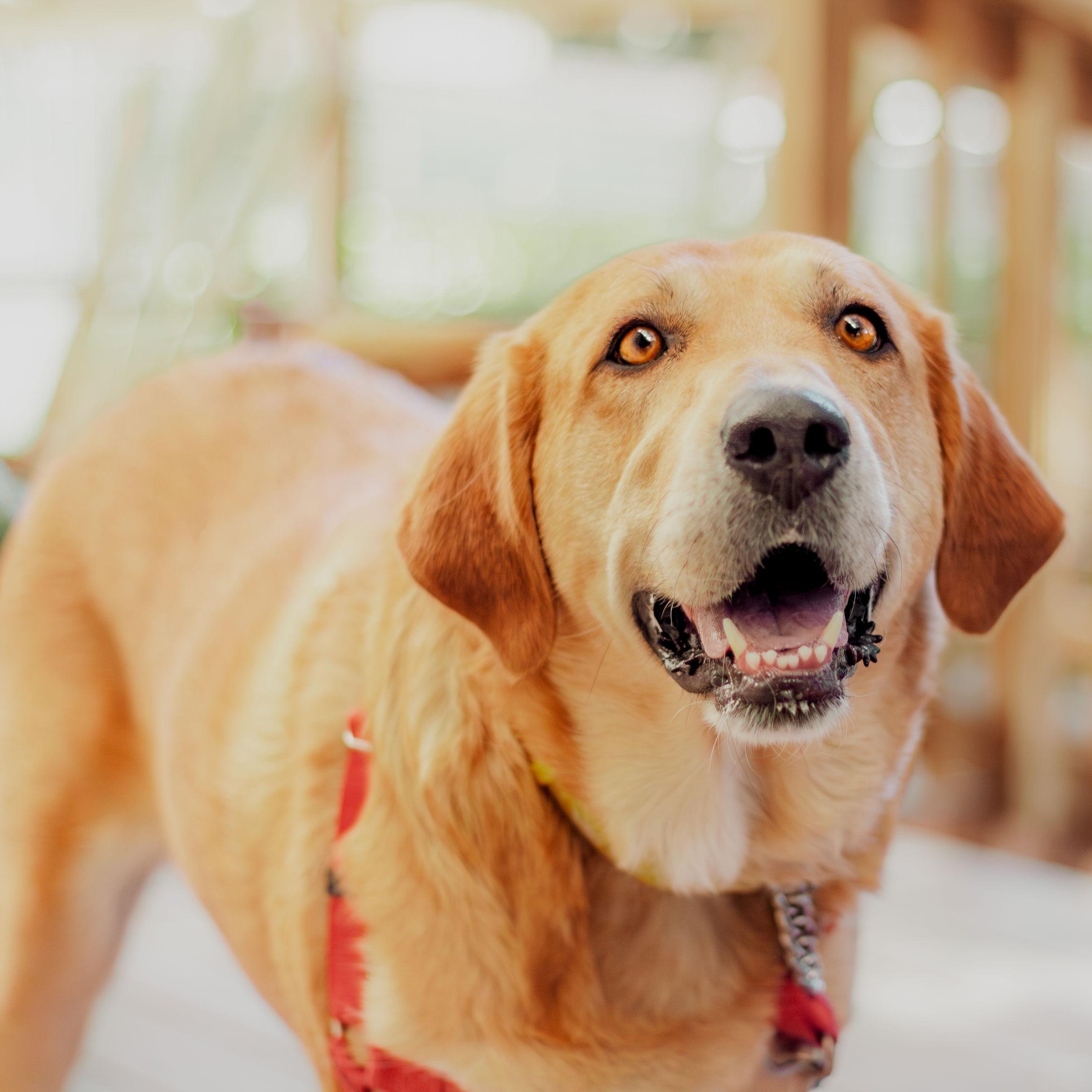 Gemma, an adoptable Golden Retriever, Labrador Retriever in Petaluma, CA, 94954 | Photo Image 3