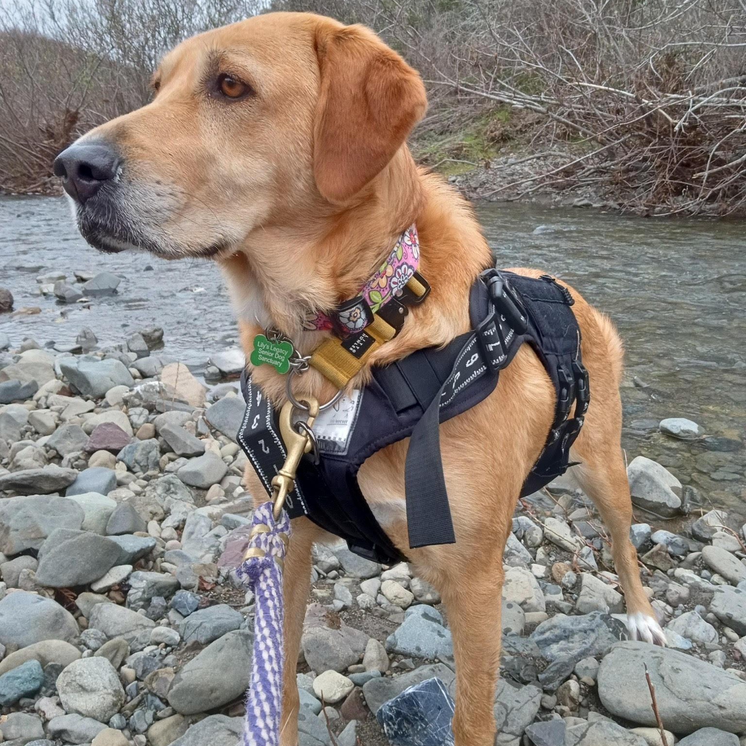 Gemma, an adoptable Golden Retriever, Labrador Retriever in Petaluma, CA, 94954 | Photo Image 4