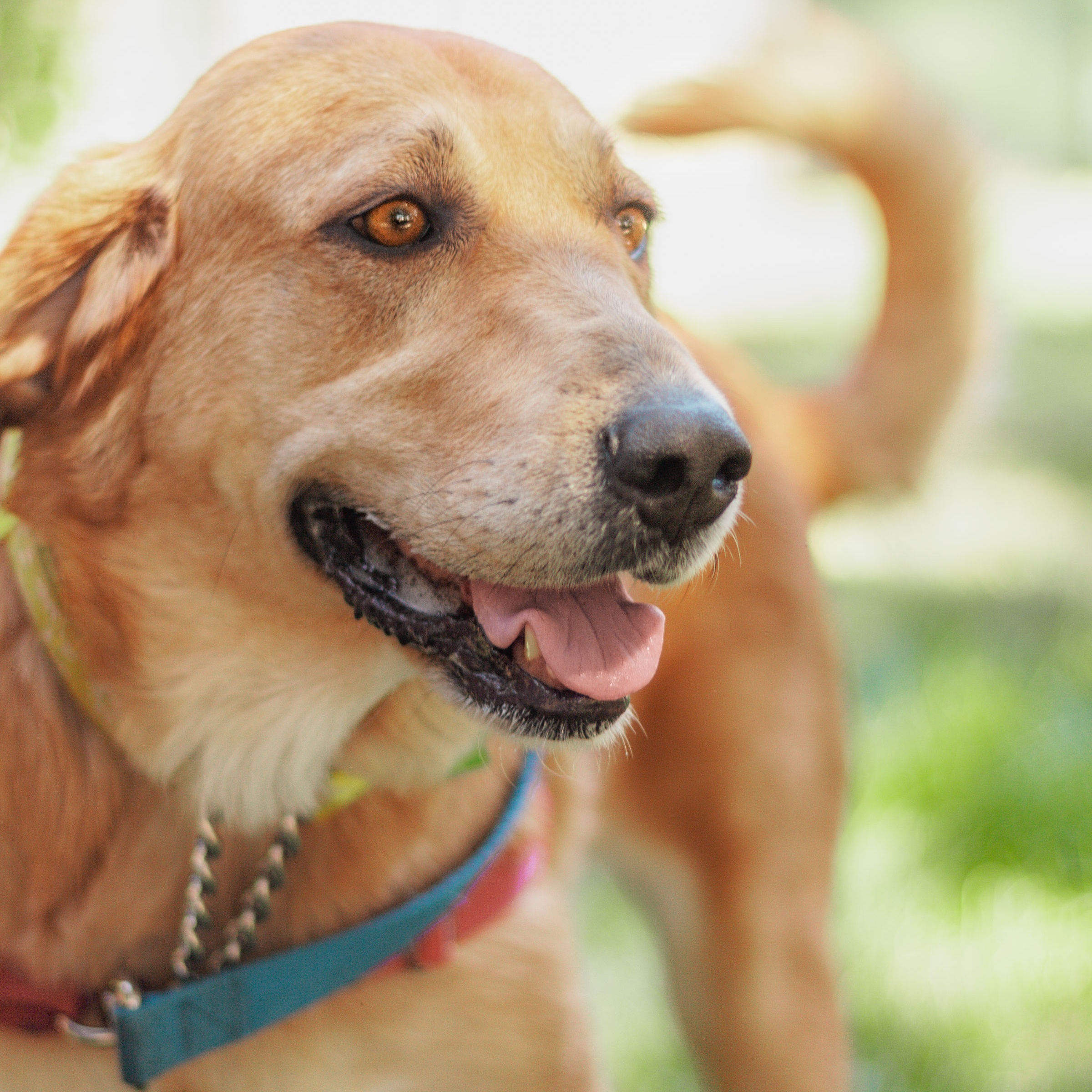Gemma, an adoptable Golden Retriever, Labrador Retriever in Petaluma, CA, 94954 | Photo Image 1