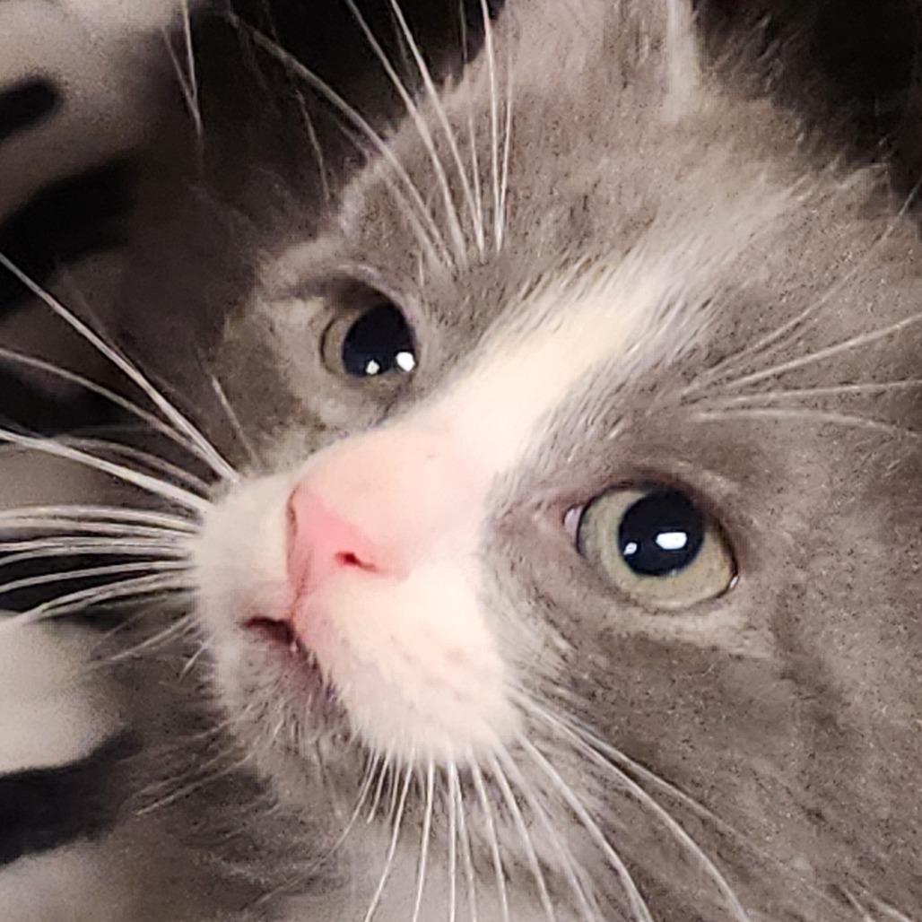 Bianca K46521, Adoptable, Kitten Female Domestic Short Hair.